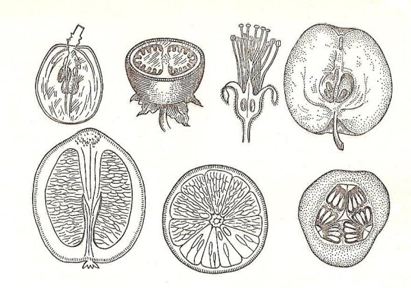 Строение плода Тыквина