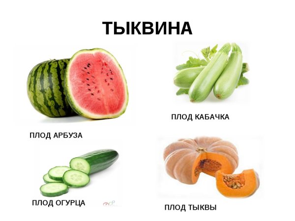 Сочные плоды Тыквина