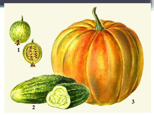 Боб апокарпный плод