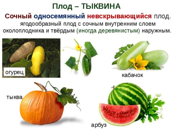 Строение плода Тыквина