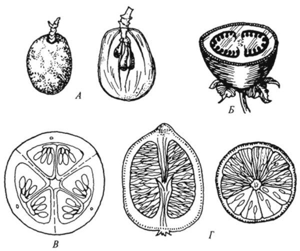Описание плода Тыквина