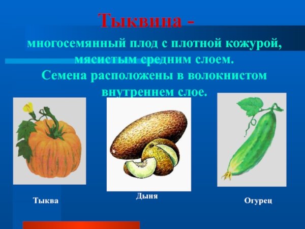 Арбуз плод Тыквина