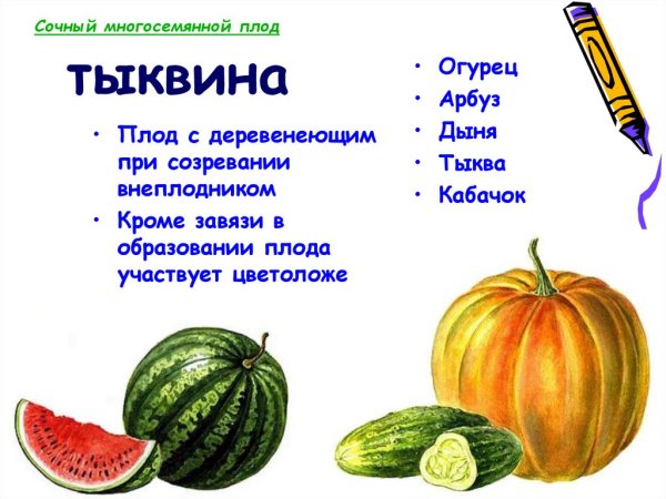 Плод Тыквина биология