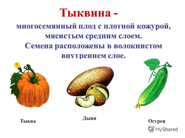 Строение плода Тыквина