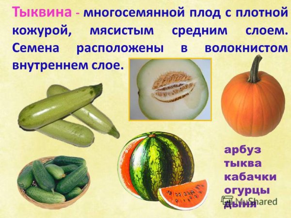 Мускатная тыква (Cucurbita moschata)
