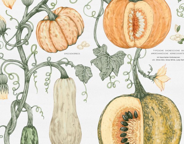 Плод Тыквина биология