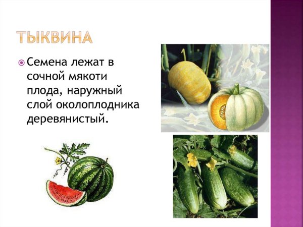 Тыквина схема