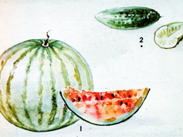 Яблоко Тыквина ягода померанец