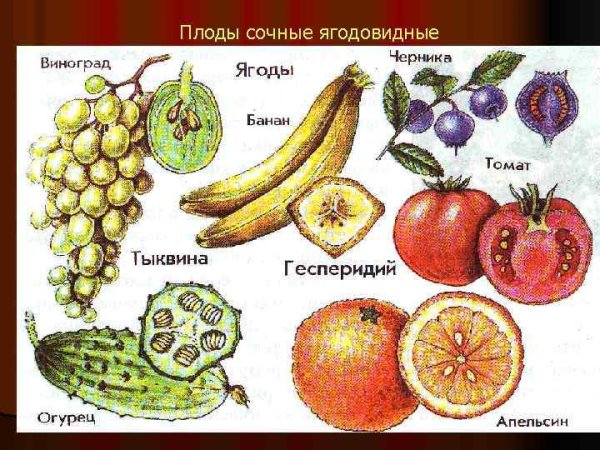 Плод Тыквина ботаника