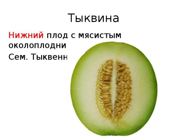 Околоплодник костянки