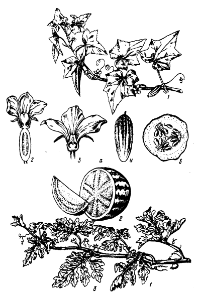 Тыквина дыни это плод