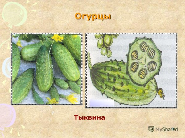 Строение плода Тыквина