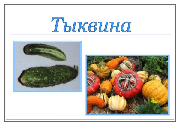 Тыквина характеристика плода