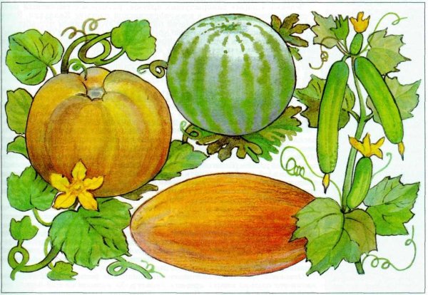 Коробочка стручок Зерновка семянка