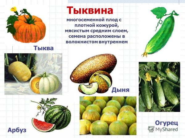 Строение плода банана