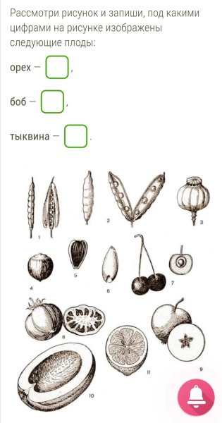 Многокостянка строение плода