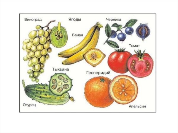 Тыквина плод схема