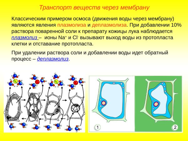Тургор плазмолиз деплазмолиз клетки