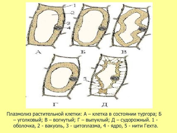 Плазмолиз и деплазмолиз в растительных клетках
