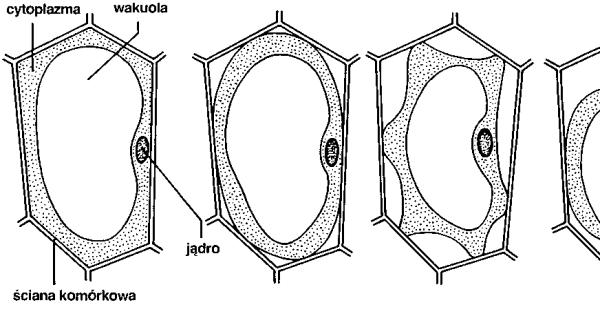 Плазмолиз растительной клетки рисунок