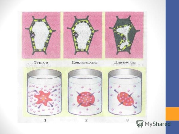 Осмос тургор плазмолиз деплазмолиз