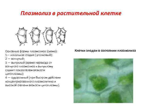 Рисунок тургор и плазмолиз в клетках листа элодеи.