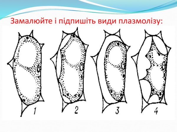 Явление плазмолиза и деплазмолиза в клетках листа элодеи