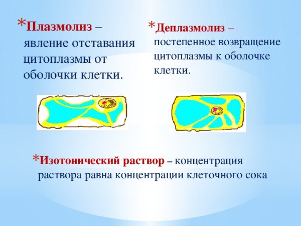 Деплазмолиз растительной клетки