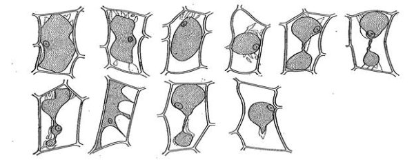 Клетки на разных стадиях плазмолиза