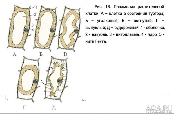 Формы плазмолиза растительных клеток