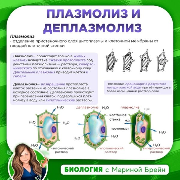 Деплазмолиз растительной клетки