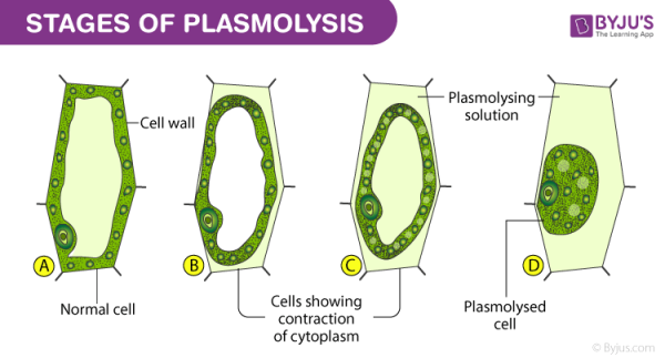 Основные формы плазмолиза