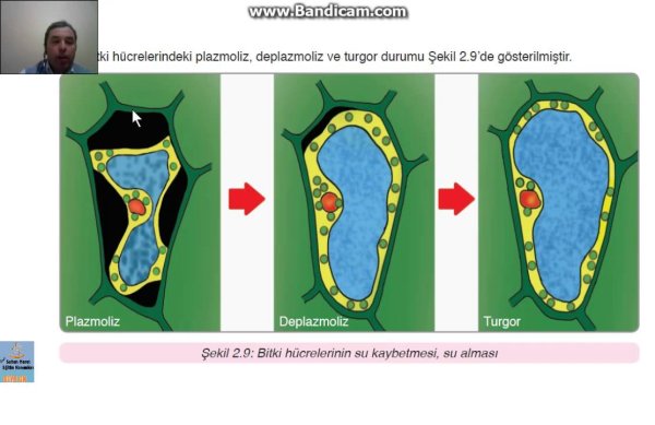Плазмолиз и деплазмолиз