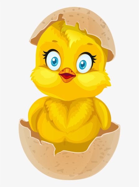 Цыпленок. Раскраски