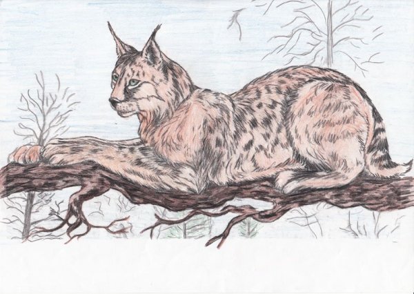 Кавказская Рысь красная книга Краснодарского края рисунок