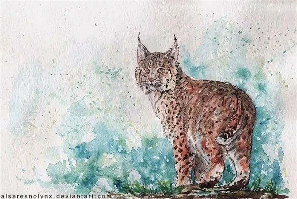 Рисование Рысь