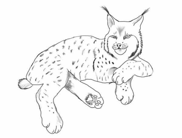 Обыкновенная Рысь