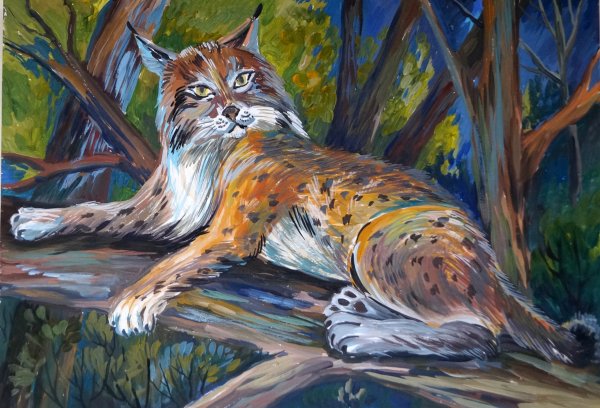 Рысь рисунок