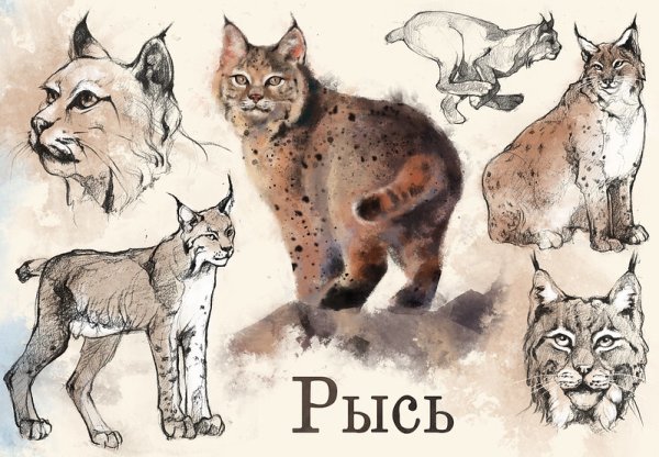 Изображение рыси