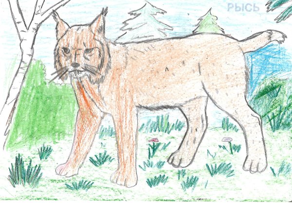 Детские рисунки рыси