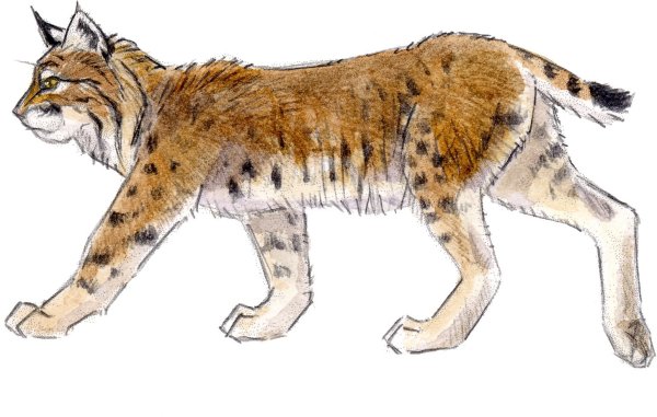 Рысь рисунок