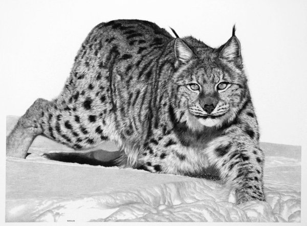 Рысь чёрно белая