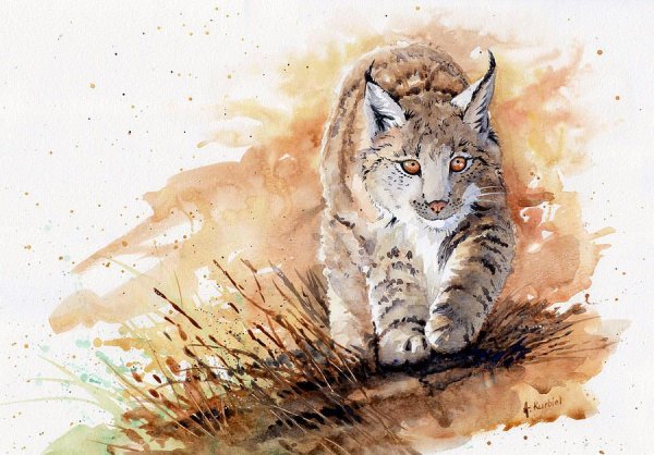 Рысь гуашью