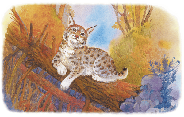 Рысь Глухарь заяц и косуля