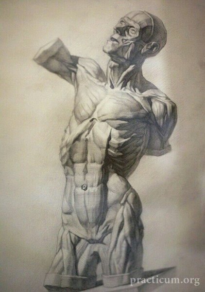 Гудон скульптор Экорше