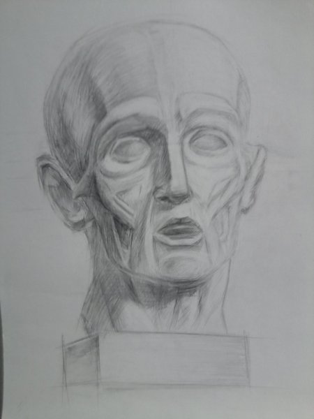 Экорше Гудона профиль