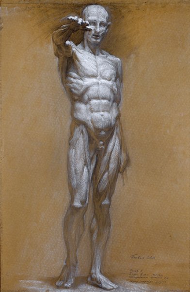 Голова Экорше Гудона в профиль