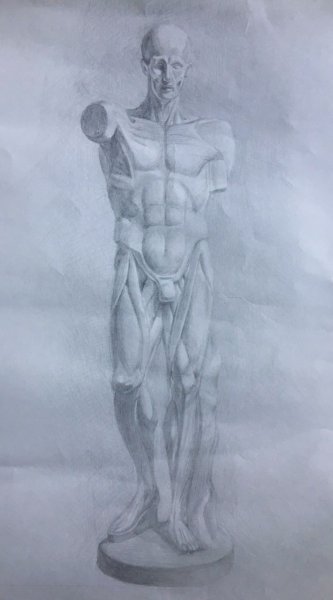 Экорше Гудона фигура