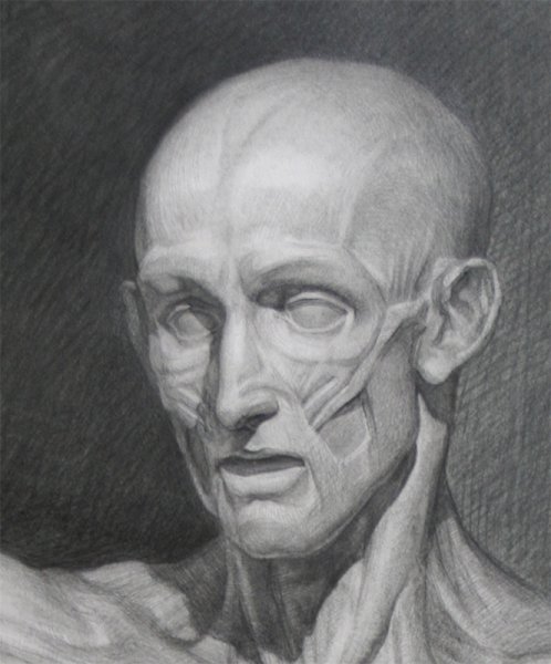 Голова анатомическая Гудон (Экорше)