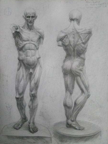 Экорше Строгановка